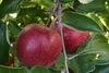 Apfelbaum ´JONAPRINCE®´ Unterlage M26, wurzelnackt Produktbild-Vorschau 3
