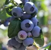 -Dünger für Heidelbeeren 1kg Natürliches Wachstum und Produktbild-Vorschau 3
