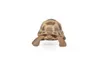 Papo Wild Life Schildkröte 50264 Produktbild-Vorschau 2