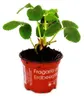 Himbeer-Erdbeere - Set mit 3 Pflanzen - Fragaria - Produktbild-Vorschau 3