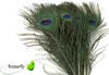 Pfauenfedern natur 30cm logo Produktbild-Vorschau