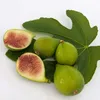 Bloomique - Ficus Carica Brown Turkey - Drzewo figowe - Podgląd zdjęcia produktu 5