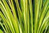6 x Acorus gram. 'Ogon' - Golden Calamus - doniczka 9 x 9 Podgląd zdjęcia produktu 2