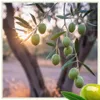 Olivenzweig mit grünen Oliven im Olivenhain Produktbild-Vorschau
