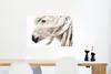 MuchoWow® Poster Pferd - Mähne - Weiß 90x60 cm - Produktbild-Vorschau 5