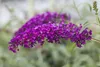 Buddleja davidii 'Royal Red', Schmetterlingsflieder, rot, Produktbild-Vorschau 1