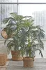 Palme Areca Golden Cane, 150 cm - Groen Productafbeelding-voorbeeld 10