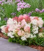 BALDUR-Garten 1x Niedrige Hortensie 'Groundbreaker®', Produktbild-Vorschau 3