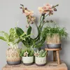 Kolibri Greens | Grünpflanze - Sukkulente Echeveria Miranda Produktbild-Vorschau 4