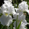 6 x kosatec  - Iris germanica 'Immortality'  | Květináč 9 Náhled obrázku produktu 2