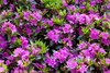 Rhododendron obt. 'Königstein', lila Blüten, 30–40 cm Produktbild-Vorschau 2