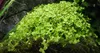 Aquarium Pflanze Micranthemum tweediei Monte Carlo AquaOne Produktbild-Vorschau 1