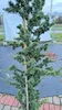 Cedrus libani 'Italie' 200–250 cm Libanonzeder immergrün Produktbild-Vorschau 5