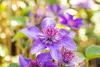 Clematis Hybride 'Multi Blue', Clematis, blau, 80–100 cm Produktbild-Vorschau 2