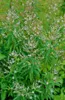 Zitronenverbene, im Topf - Aloysia triphylla Produktbild-Vorschau 5