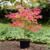 Klon japoński - Acer palmatum 'Beni Maiko' - Wysokość Podgląd zdjęcia produktu 4