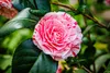 Sada 3 kamélií - Camellia japonica 'Kramer's Supreme', Náhľad obrázku produktu 4