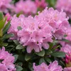 Bloomique - Lot de 2 - Rhododendron Bloombux Magenta - Voir les images du produit 5