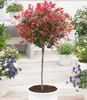 BALDUR Garten 1x Immergrünes Photinia-Stämmchen Little Red Produktbild-Vorschau 1