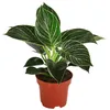 Dehner Baumfreund White Wave, Philodendron, grün-weiß Produktbild-Vorschau 1