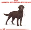 Royal Canin Labrador Retriever Sterilised, Dorosły, Podgląd zdjęcia produktu 7