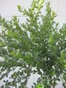 Hochstamm Ceanothus impressus Victoria - Säckelblume Produktbild-Vorschau 3