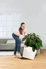 A woman is moving a large potted plant on a dolly in a living room. Produktbild-Vorschau