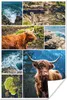 MuchoWow® Poster Schottischer Highlander - Collage - Tiere Produktbild-Vorschau 1