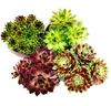 Houseleek - sada 12 rôznych odrôd Sempervivum Náhľad obrázku produktu 2