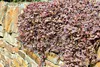 Stauden Gänge 1 x Acaena inermis 'Purpurea' - Purpur Produktbild-Vorschau 6
