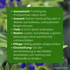 Samenshop24® Düngelupinen "Blaue Lupine", Gründünger & Produktbild-Vorschau 4