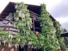Glicynia (Wisteria) chińska Alba 2L Podgląd zdjęcia produktu 4