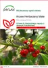SAFLAX - Krzew Herbaciany Mate - 10 Nasiona - Ilex Podgląd zdjęcia produktu 1