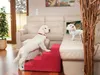 Hobbydog Hundetreppe, Savoy, In Zwei Produktbild-Vorschau 7