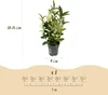 GreenboutiQ - Heckenpflanzen - Euonymus japonica Paloma Produktbild-Vorschau 3