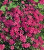 BALDUR-Garten 3er Phlox-Mix 'Flowers of the Sea',3 Produktbild-Vorschau 4