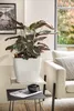 A plant in a white pot on a side table next to a sofa and a window. Náhled obrázku produktu