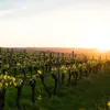 Winorośl A 1704 bezpestkowa 2L Podgląd zdjęcia produktu 9