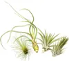 Tillandsien 4er-Mix, Tillandsia, Bromeliengewächs Produktbild-Vorschau 1