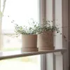 Two potted plants on a windowsill. Produktbild-Vorschau