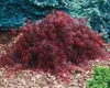 Acer palmatum 'Crimson Queen', Japanischer Ahorn, rot, Produktbild-Vorschau 4
