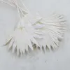 Palmsonne Getrocknete - (Palm Sun) - Gebleicht Produktbild-Vorschau 5