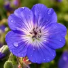 Stauden Gänge 5 x Geranium 'Rozanne ®' im 1 Liter Topf - Produktbild-Vorschau 8
