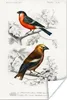 MuchoWow® Poster Vogel - Vintage - Zweig 40x60 cm - Plakate Produktbild-Vorschau 1