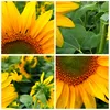 Wanduhr - Rund - Glasuhr - Wolken Sonnenblumen Plantagen - Produktbild-Vorschau 8