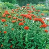 Lychnis chalcedonica, Burning Love, jasnoczerwona, doniczka Podgląd zdjęcia produktu 4