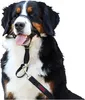 A Bernese Mountain Dog wearing a black Halti head collar and leash. Anteprima dell’immagine prodotto