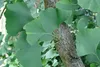 SAFLAX - Ginkgo - 4 Samen - Mit keimfreiem Anzuchtsubstrat Produktbild-Vorschau 7