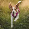 Dingo Hundegeschirre Sled Große L Farbe Rosa Zuggeschirr Produktbild-Vorschau 4