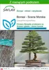 SAFLAX - Bonsai - Sosna Morska - 200 Nasiona - Z podłożem Podgląd zdjęcia produktu 1